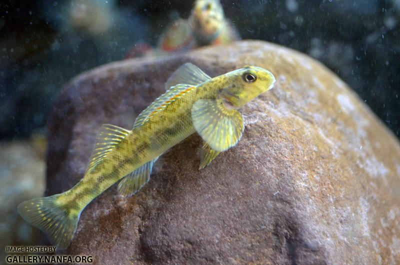 Greenside darter