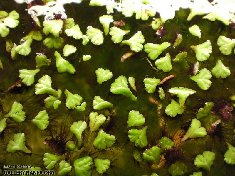 Ricciocarpus natans from above