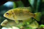 Rockbass A. rupestris