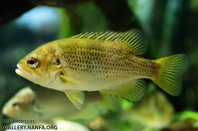 Rockbass A. rupestris