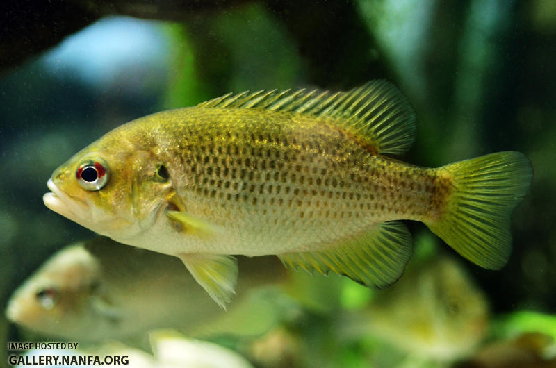 Rockbass A. rupestris