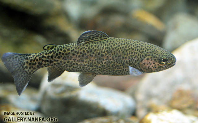 rainbow trout at 6 months