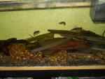 Minnow tank 3