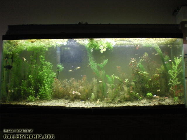 55 gallon heterandria formosa and guppy breeding tank