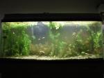 55 gallon heterandria formosa and guppy breeding tank