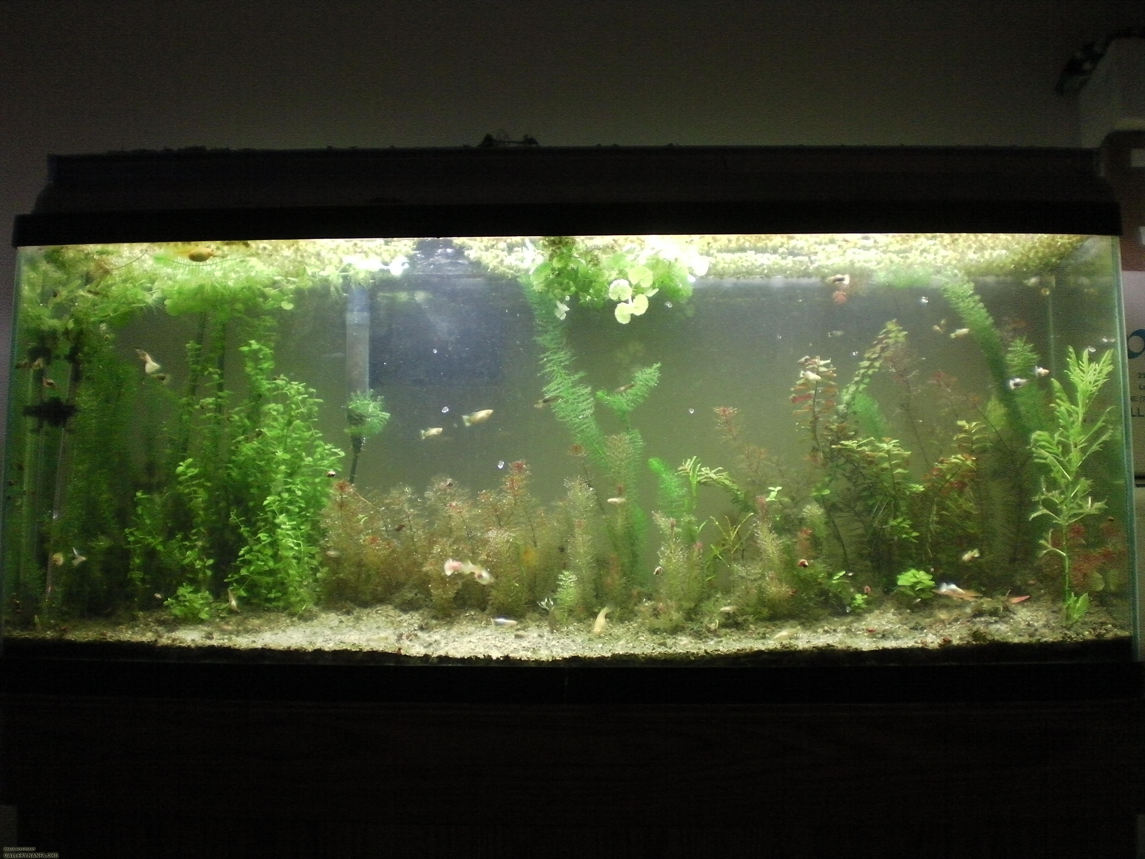 55 gallon heterandria formosa and guppy breeding tank