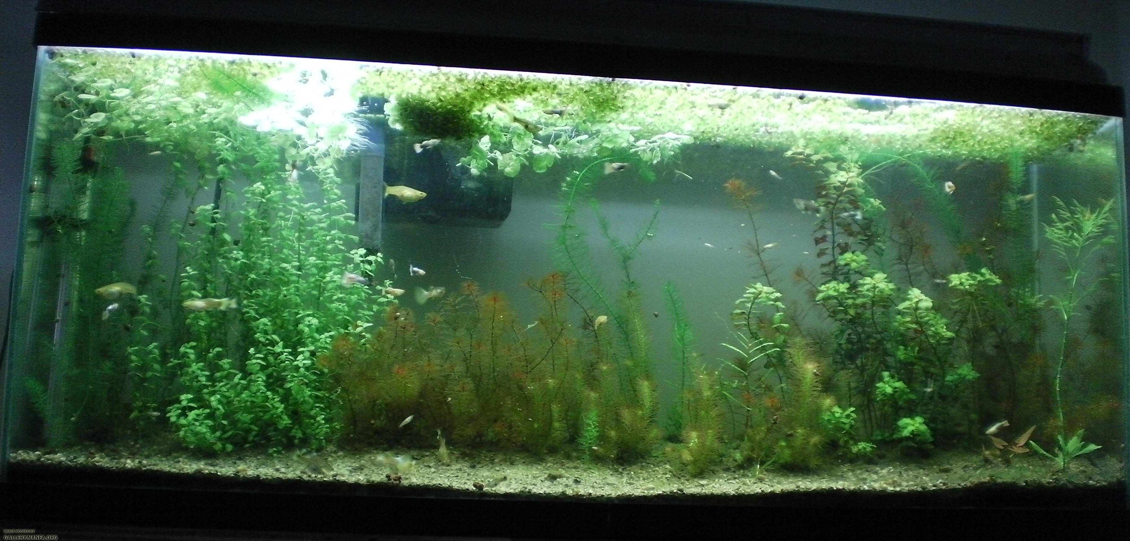 90 gallon native tank - Photo & Video Gallery - NANFA Forum