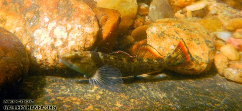 Etheostoma etowahae