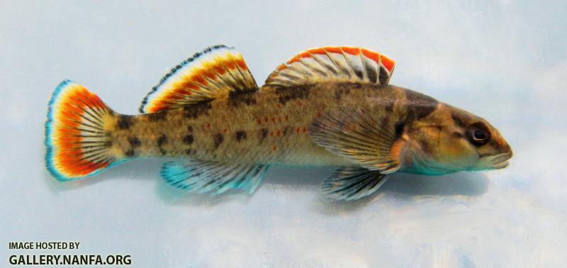 Etheostoma jordani johnscreek