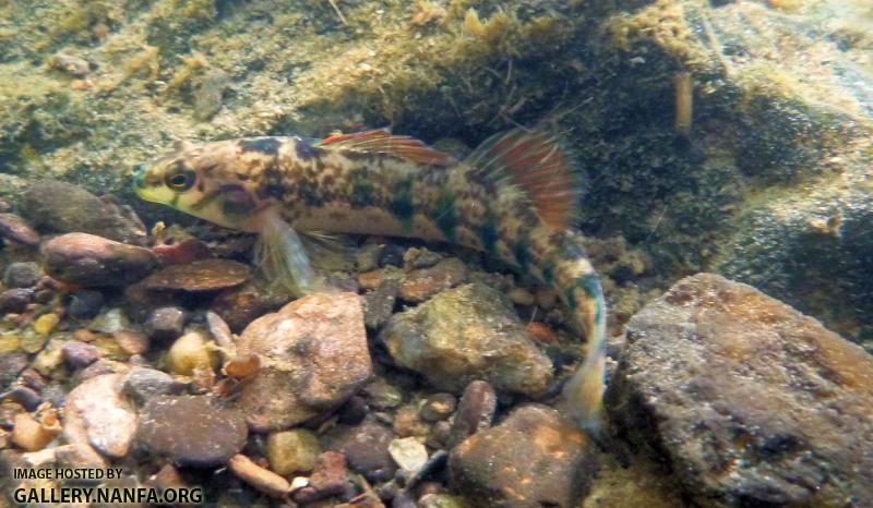 Etheostoma scotti