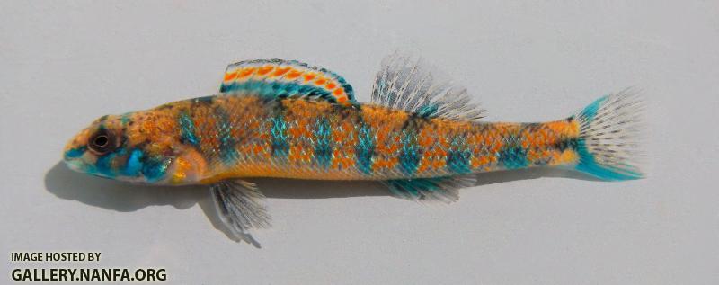 Etheostoma stigmaeum