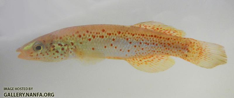 Fundulus stellifer