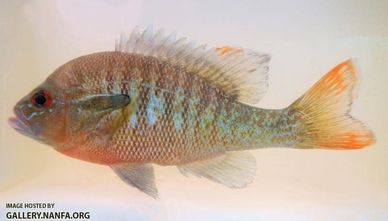 Lepomis auritus