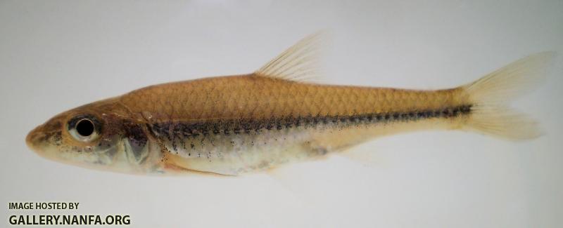 Notropis amplamala