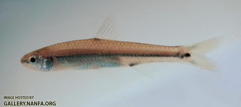 Notropis hypsilepis