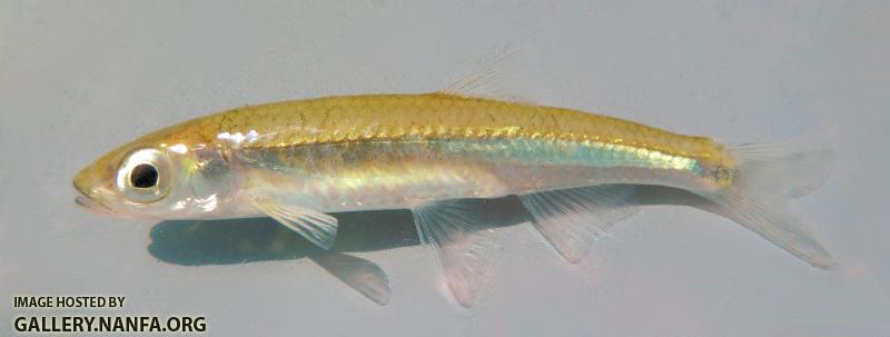 Notropis stilbius