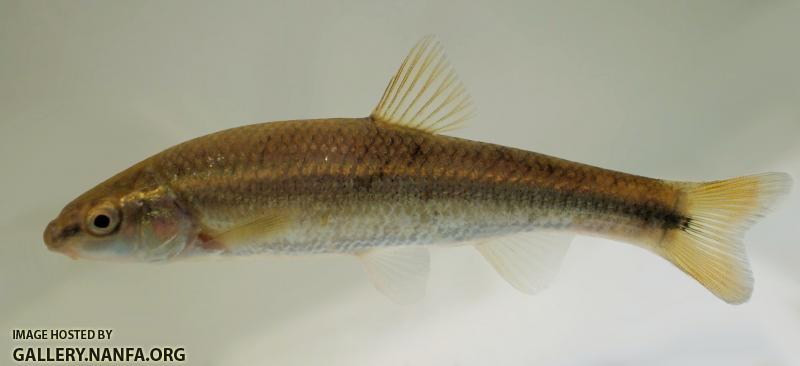 Campostoma pauciradii