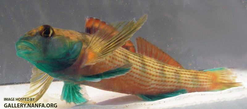 Etheostoma inscriptum MCNUTT BOSS