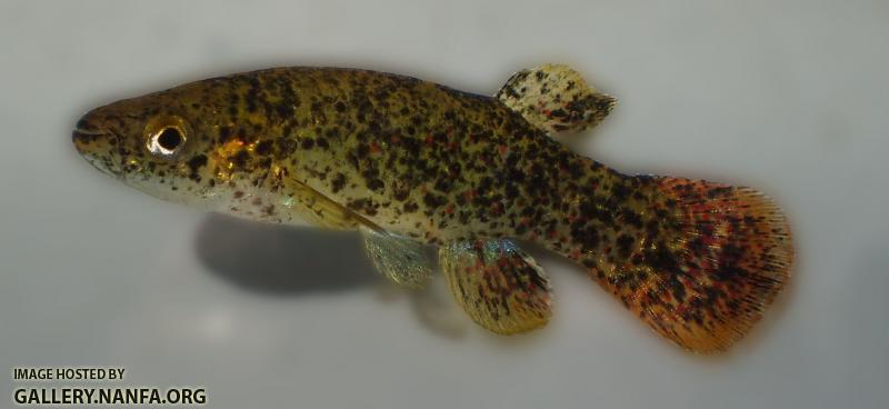 Fundulus chrysotus