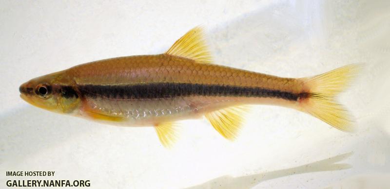 Notropis lutipinnis