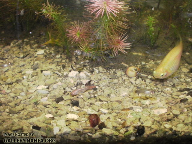 Heterandria formosa and guppies