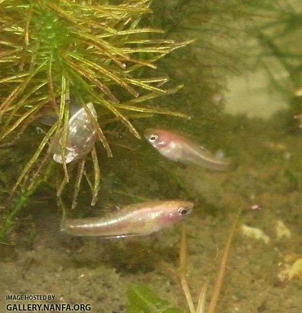 two heterandria formosa