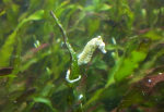 Hippocampus zosterae newly arrived, hanging onto caulerpa prolifera
