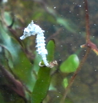 sea horse and copepods