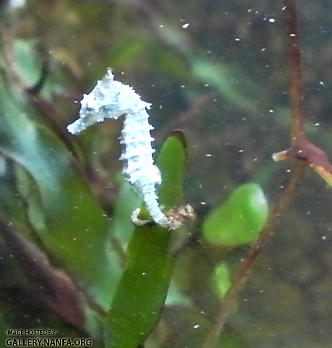 sea horse and copepods