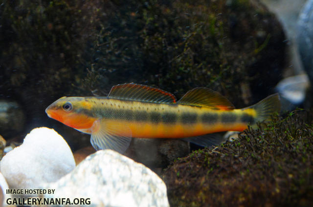 tangerine darter