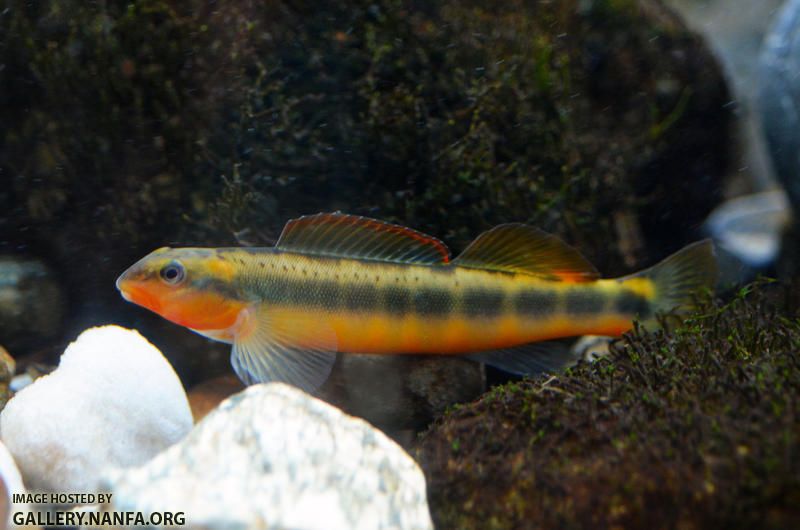 tangerine darter