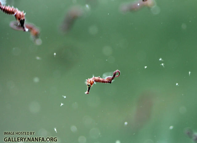 Juvenile sea horses hunt nauplii