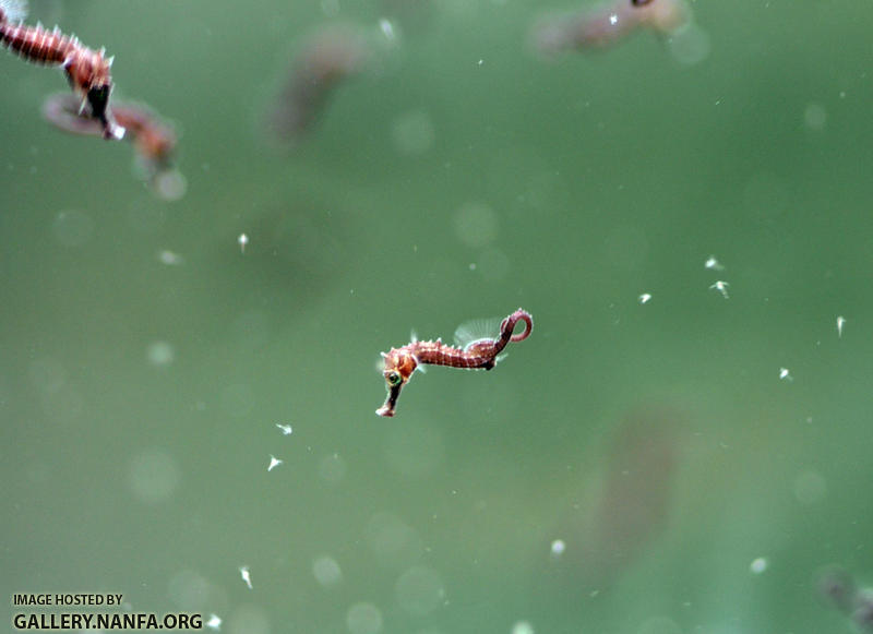 Juvenile sea horses hunt nauplii