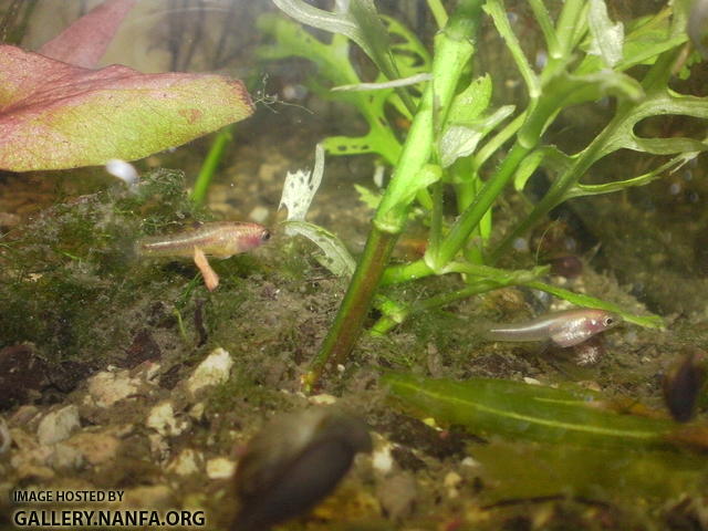 Male heterandria formosa going in for the attack.  They don't get along, male heterandria formosas.  