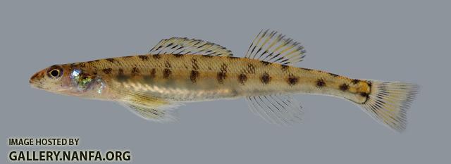 Ammocrypta vivax Scaly Sand Darter 1062