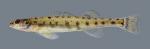 Ammocrypta vivax Scaly Sand Darter 964.2