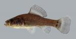 Aphredoderus sayanus  Pirate Perch 915 