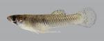 Gambusia affinis Western Mosquitofish  1218