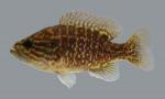 Lepomis gulosus  Warmouth 636