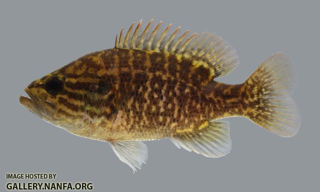 Lepomis gulosus  Warmouth 636