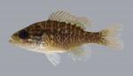 Lepomis gulosus  Warmouth 987