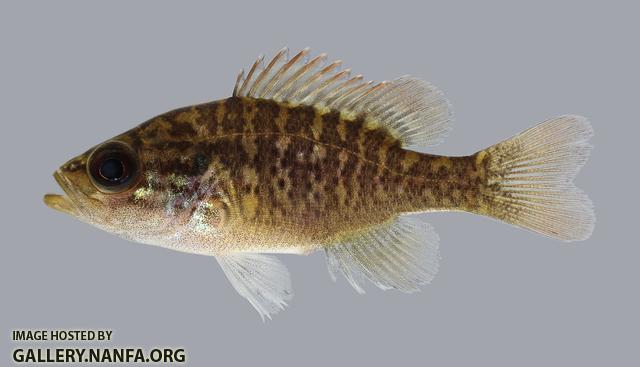 Lepomis gulosus  Warmouth 987