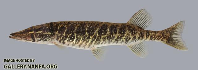 Esox americanus Redfin Pickerel 542