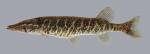 Esox americanus Redfin Pickerel 542