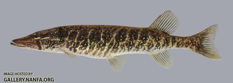 Esox americanus Redfin Pickerel 542