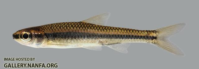 Notropis boops Bigeye Shiner 21