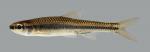 Notropis boops Bigeye Shiner 21