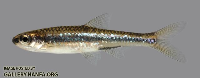 Notropis ortenburgeri Kiamichi Shiner 82