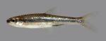 Notropis ortenburgeri Kiamichi Shiner 82