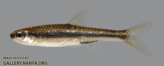 Notropis ortenburgeri Kiamichi Shiner 95